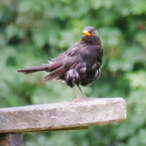 Blackbird