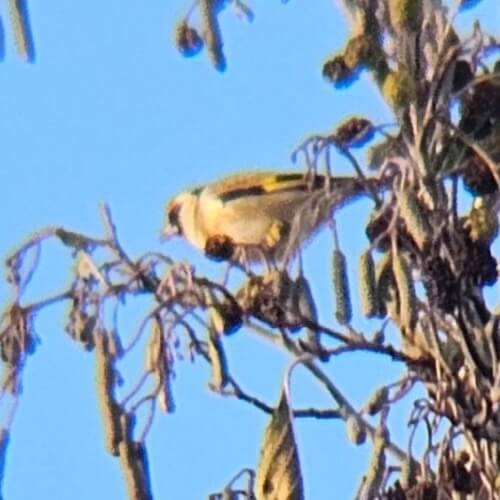 Goldfinch