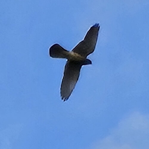 Kestrel