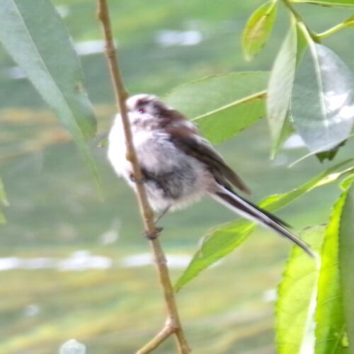 Long tailed tit