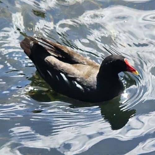 Moorhen