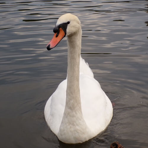 Mute swan