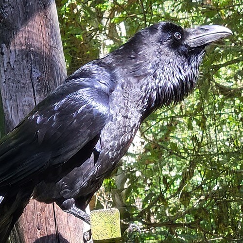 Raven
