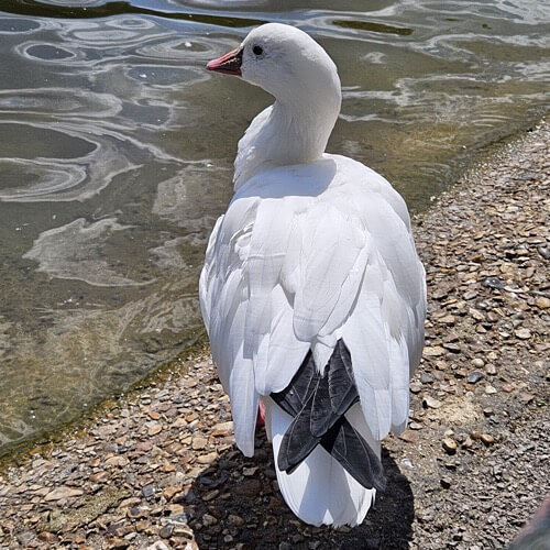 Snow goose