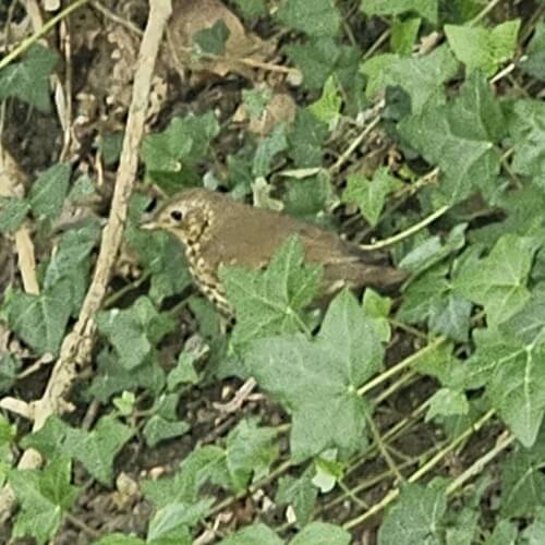 Song thrush