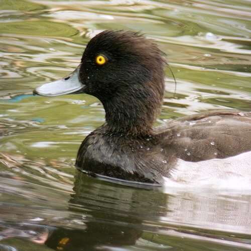 Tufted duck